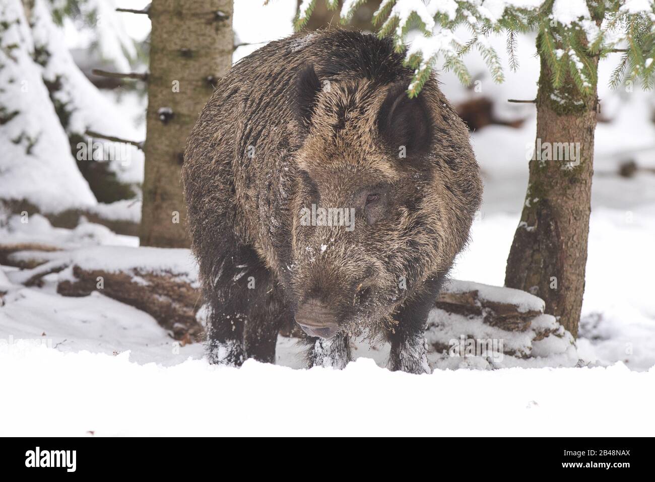 Wildschwein, Sus scrofa, sus, wild boar, sau,pig,paarhufer, allesfresser, Laurasiatheria, porcus, winter,snow, Stock Photo