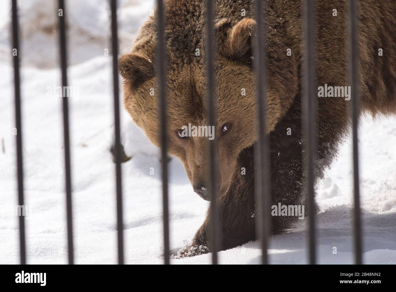 Bär, Baer,Braunbär, Ursus arctos, Brown bear, Carnivora,  Ursidae, Raubtiere , Europäischer Braunbär, Säugetier, Stock Photo