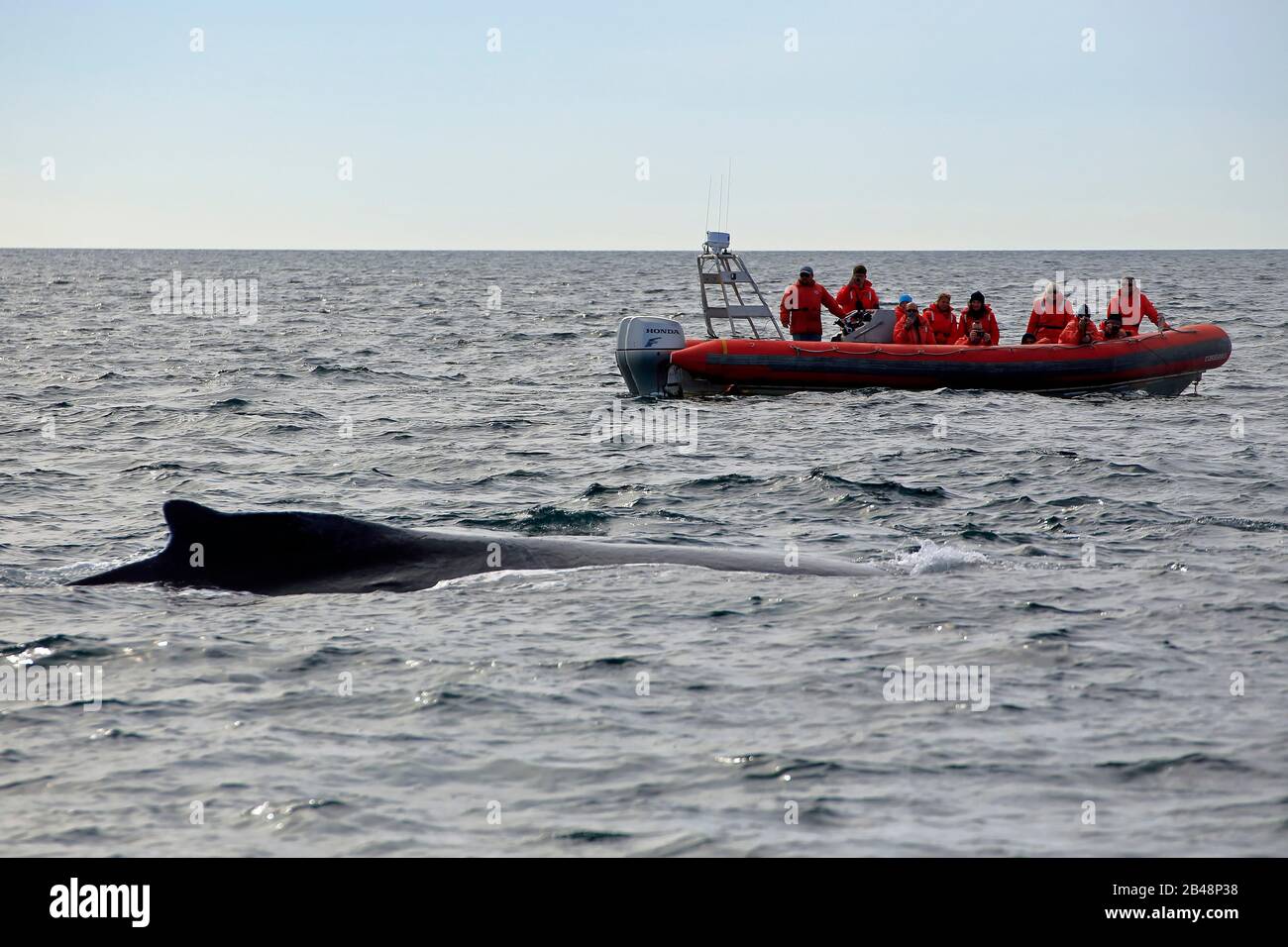 whale watching in the Bay of Fundy Stock Photo Alamy