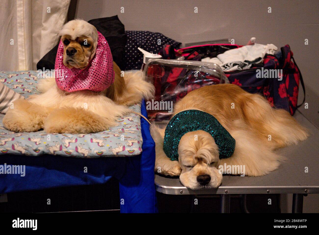 American Cocker Spaniels wait to compete at the Birmingham National Exhibition Centre (NEC) on the second day of the Crufts Dog Show. Stock Photo