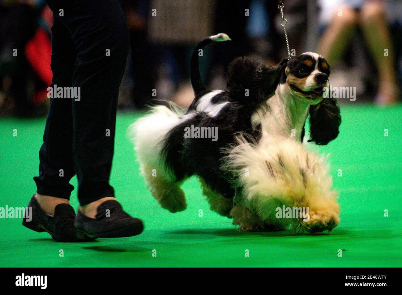 An American Cocker Spaniel on show at the Birmingham National Exhibition Centre (NEC) on the second day of the Crufts Dog Show. Stock Photo