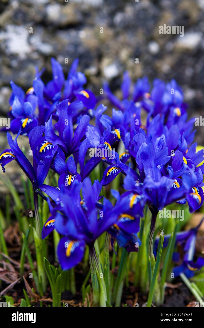 Cluster of dwarf Iris reticulata flowers planted on a rock garden Stock Photo