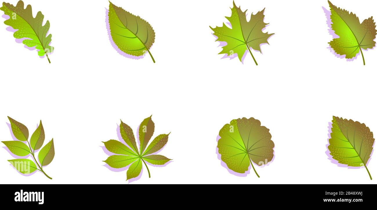 Green leaf set on white background. Vector isolated illustration. Spring, summer leaves collection. Textured drawing nature graphic element. Oak maple birch chestnut, rowan, grape, ash, aspen. Stock Vector