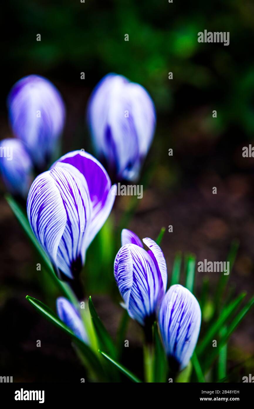 Light Purple/White Striped Bloomers