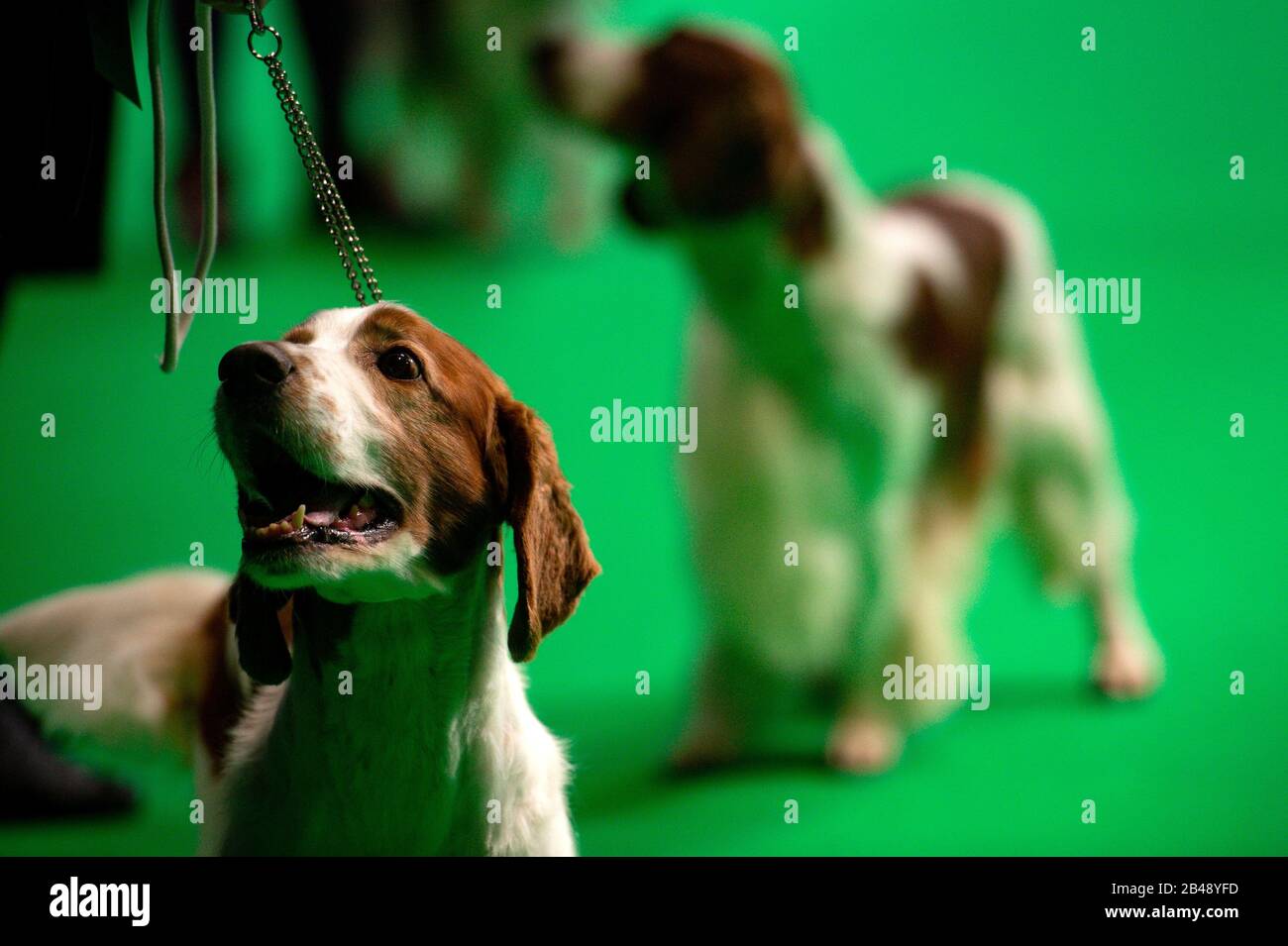 A Welsh Springer Spaniel on show at the Birmingham National Exhibition Centre (NEC) on the second day of the Crufts Dog Show. Stock Photo