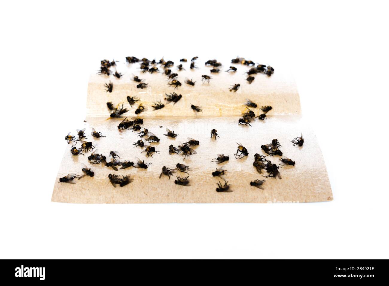 Pile of housefly trapped on sticky paper tape isolated on white Stock Photo
