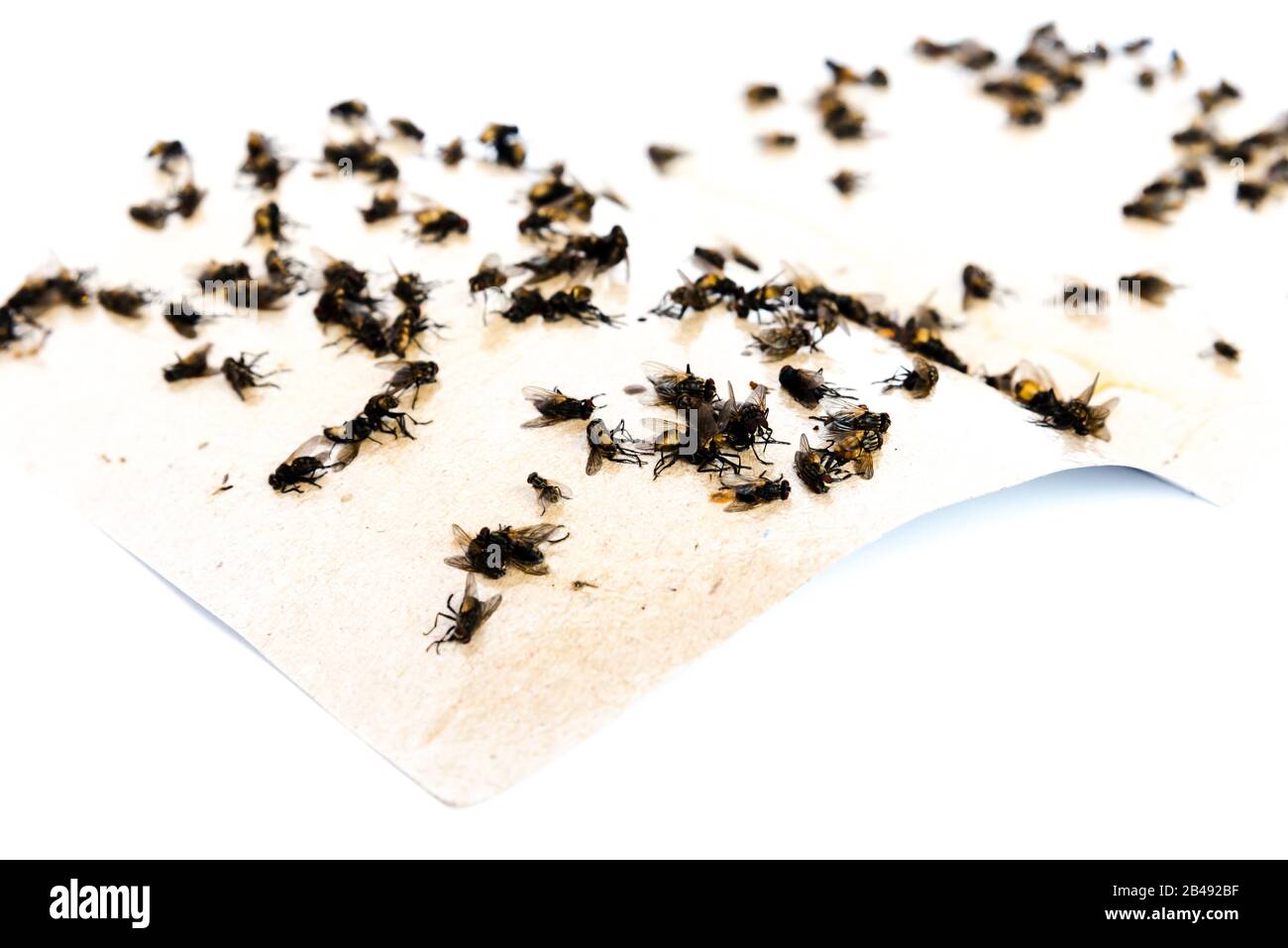 Top view close-up pile of housefly trapped on sticky paper tape ...