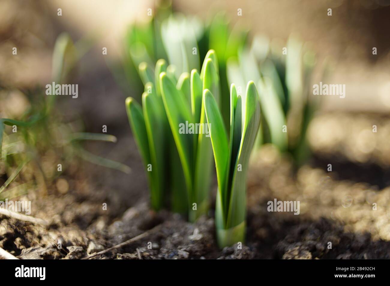 Fresh green sprouts of daffodils flowers grow in the ground of a sunny garden in spring Stock Photo