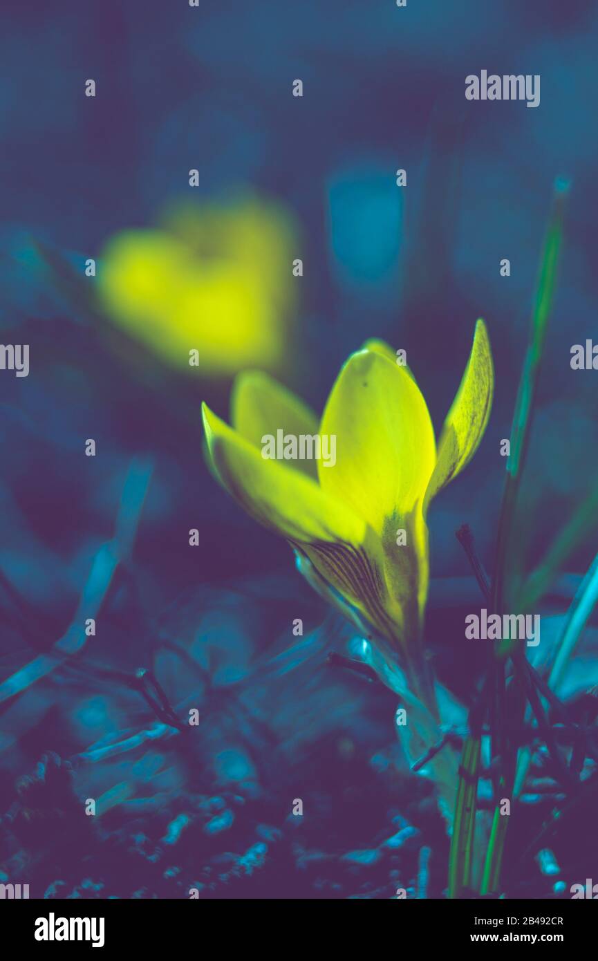 Yellow crocus flowers grow in dark blue night garden Stock Photo Alamy