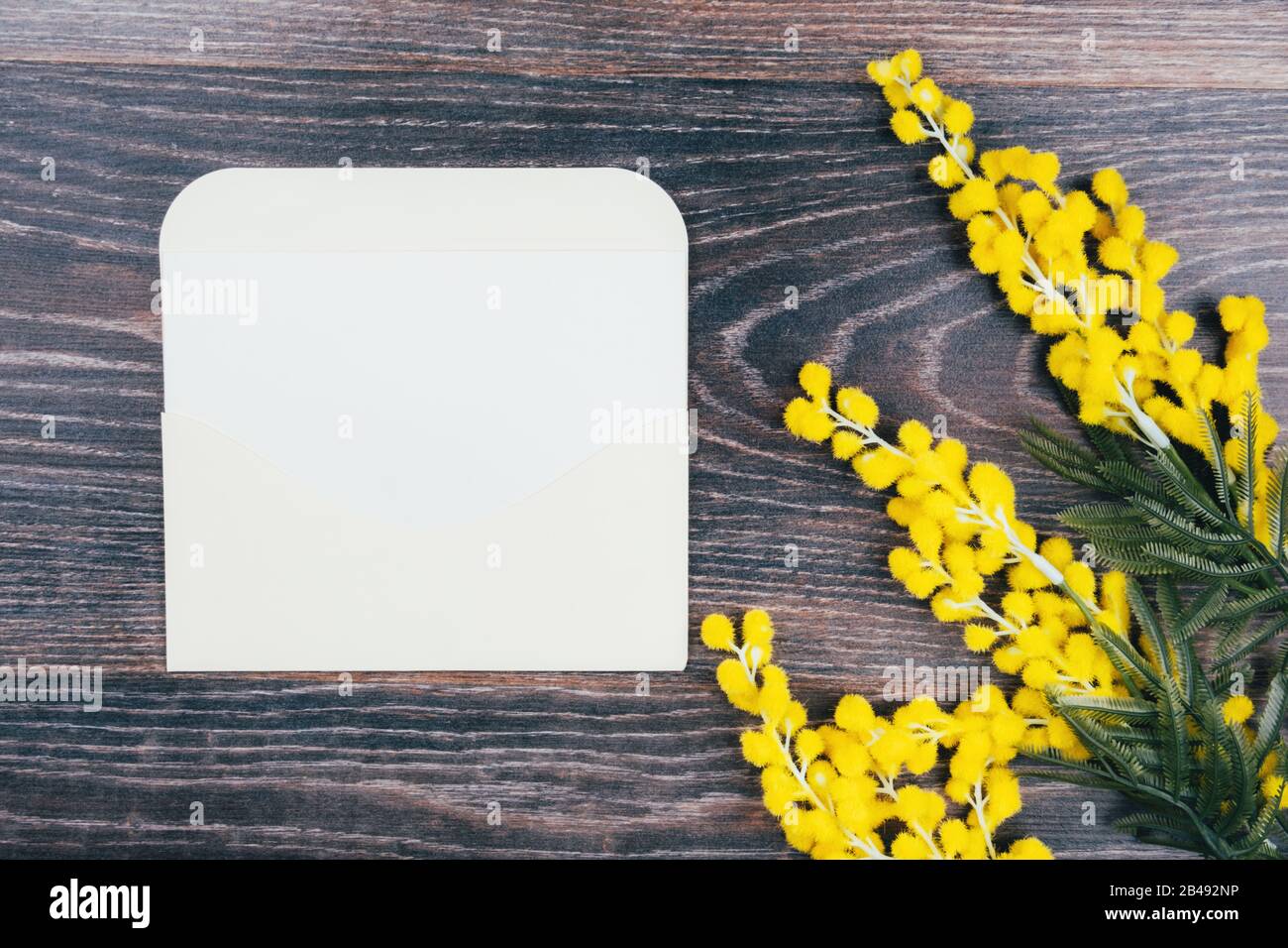 Mimosa branches and an envelope with a note on a dark wooden background Stock Photo