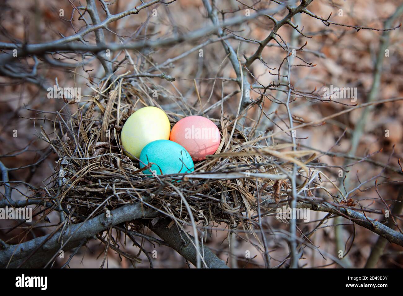 Multi-colored Easter eggs in a nest in the bushes. Spring easter concept. Stock Photo