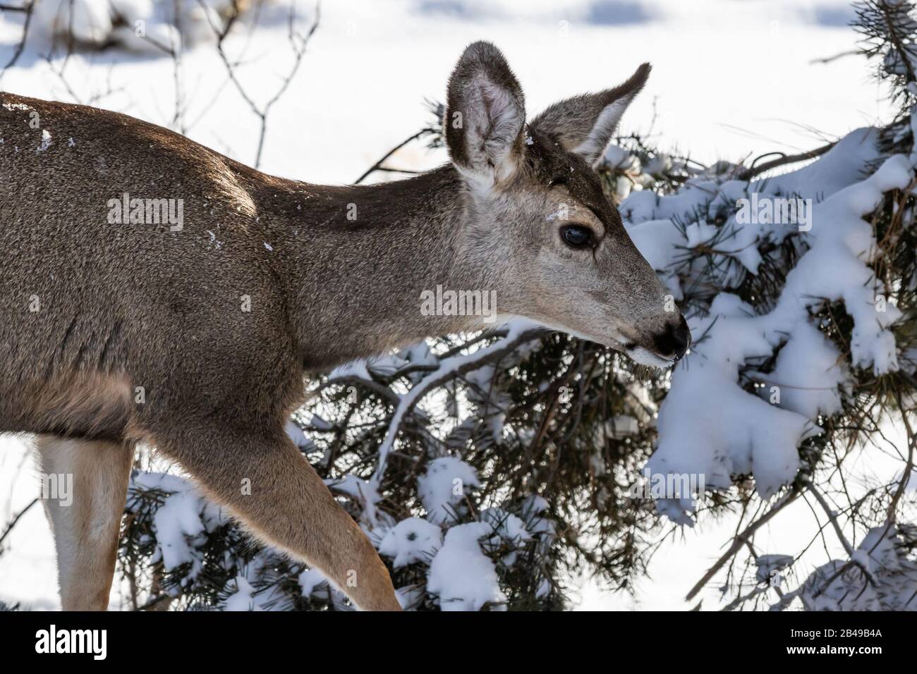 Male Kaibab deer (subspecies of mule deer) with antlers feeding during winter at Grand Canyon National Park. Snow in the background. Stock Photo