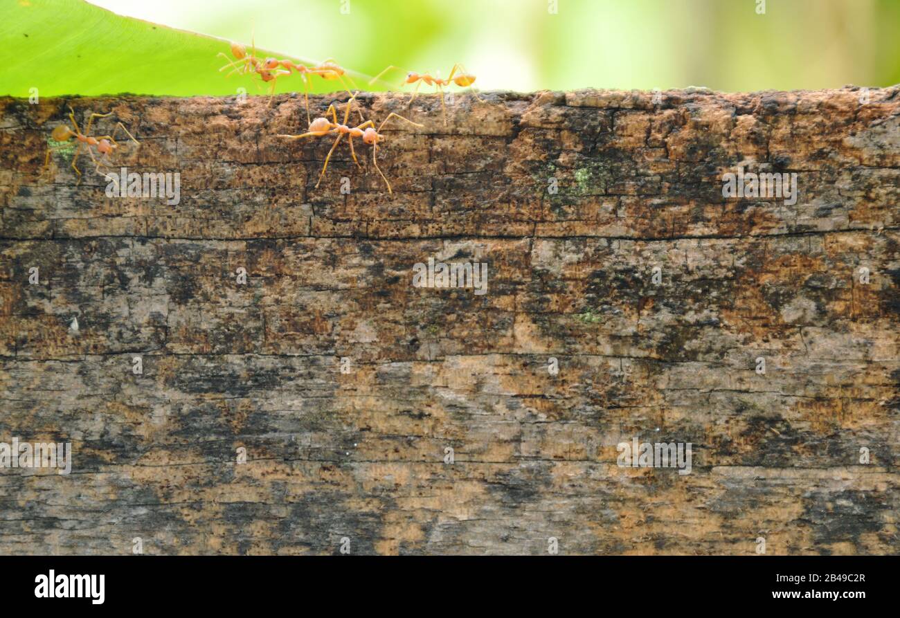 red ant climbing on old wooden fence Stock Photo Alamy