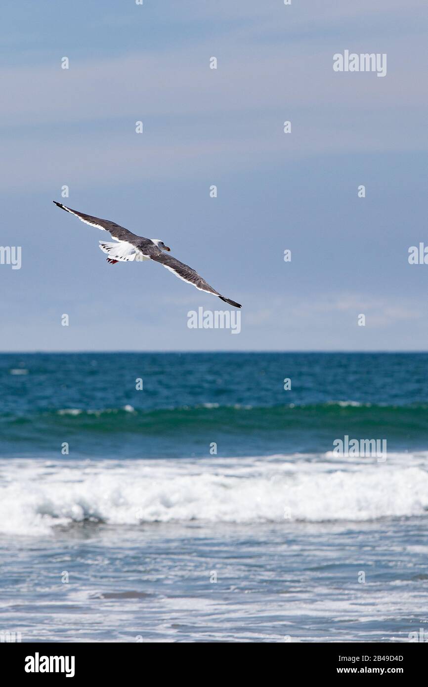 Flying seagull with spread wings over the ocean, symbol of liberty and