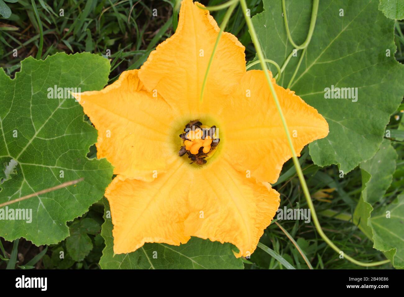 Butternut squash female flower. Bees pollinating Stock Photo Alamy