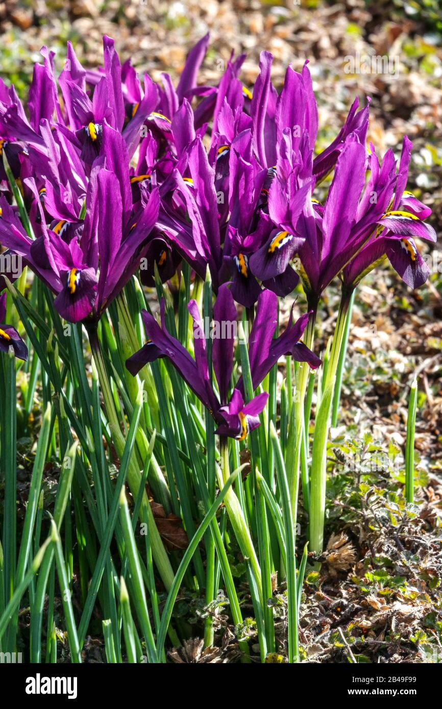 Mauve flowers Iris reticulata JS Dijt spring flower group Stock Photo