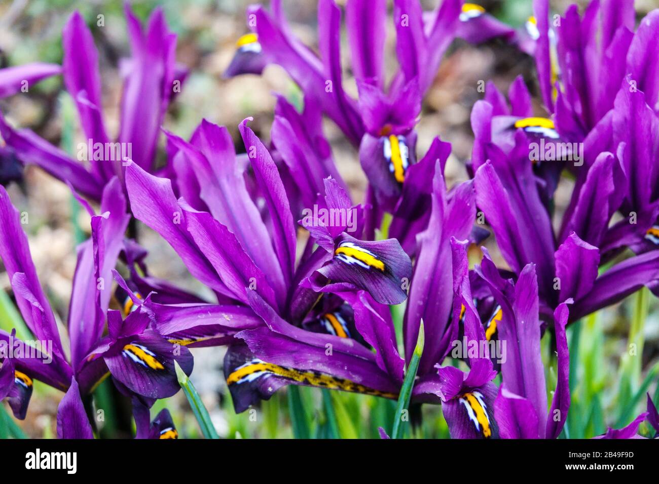 Mauve flowers irises blooms Stock Photo