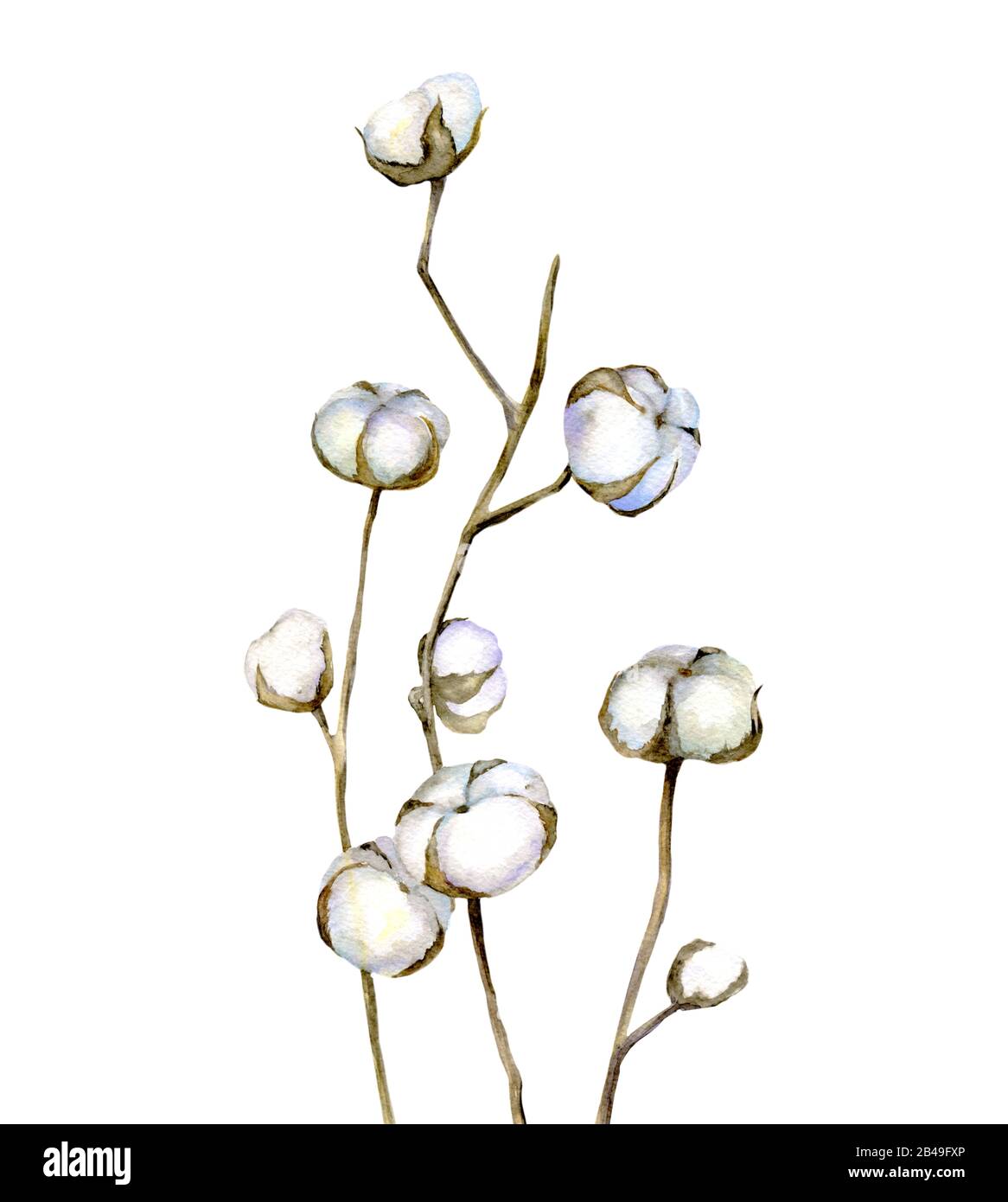 Cotton Plant Painting Cotton Plant Painting