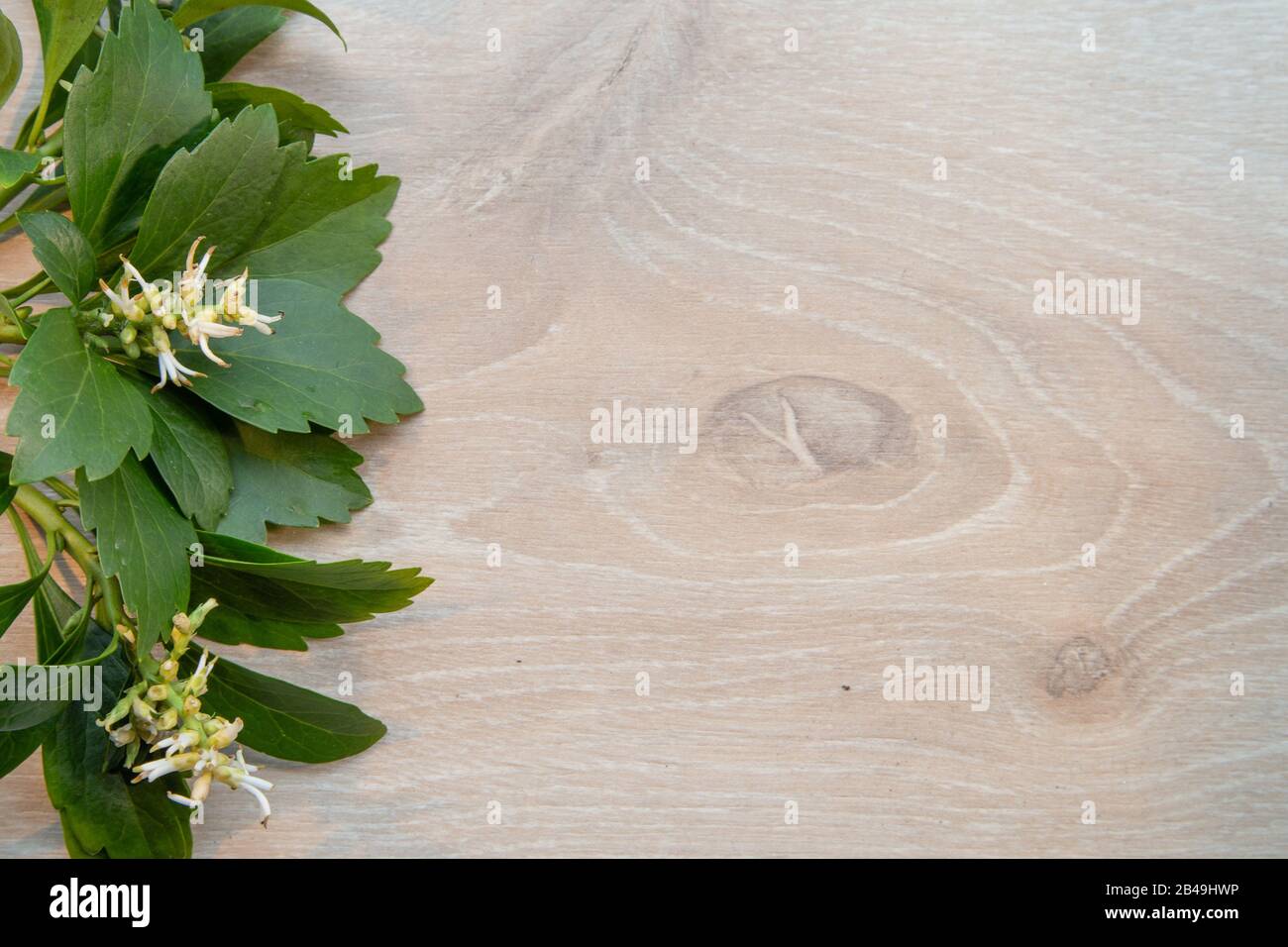 Background with white blooiming Pachysandra terminalis on a light wooden background Stock Photo