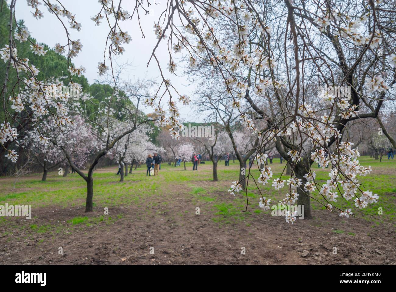Flowered almond trees. Stock Photo