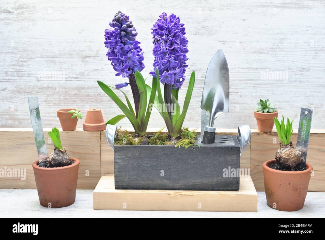 Гиацинт домашний в горшке как ухаживать. Сорт гиацинт пинк перл. Горшечный гиацинт. Гиацинт домашний в горшке как ухаживать. Горшечный гиацинт.