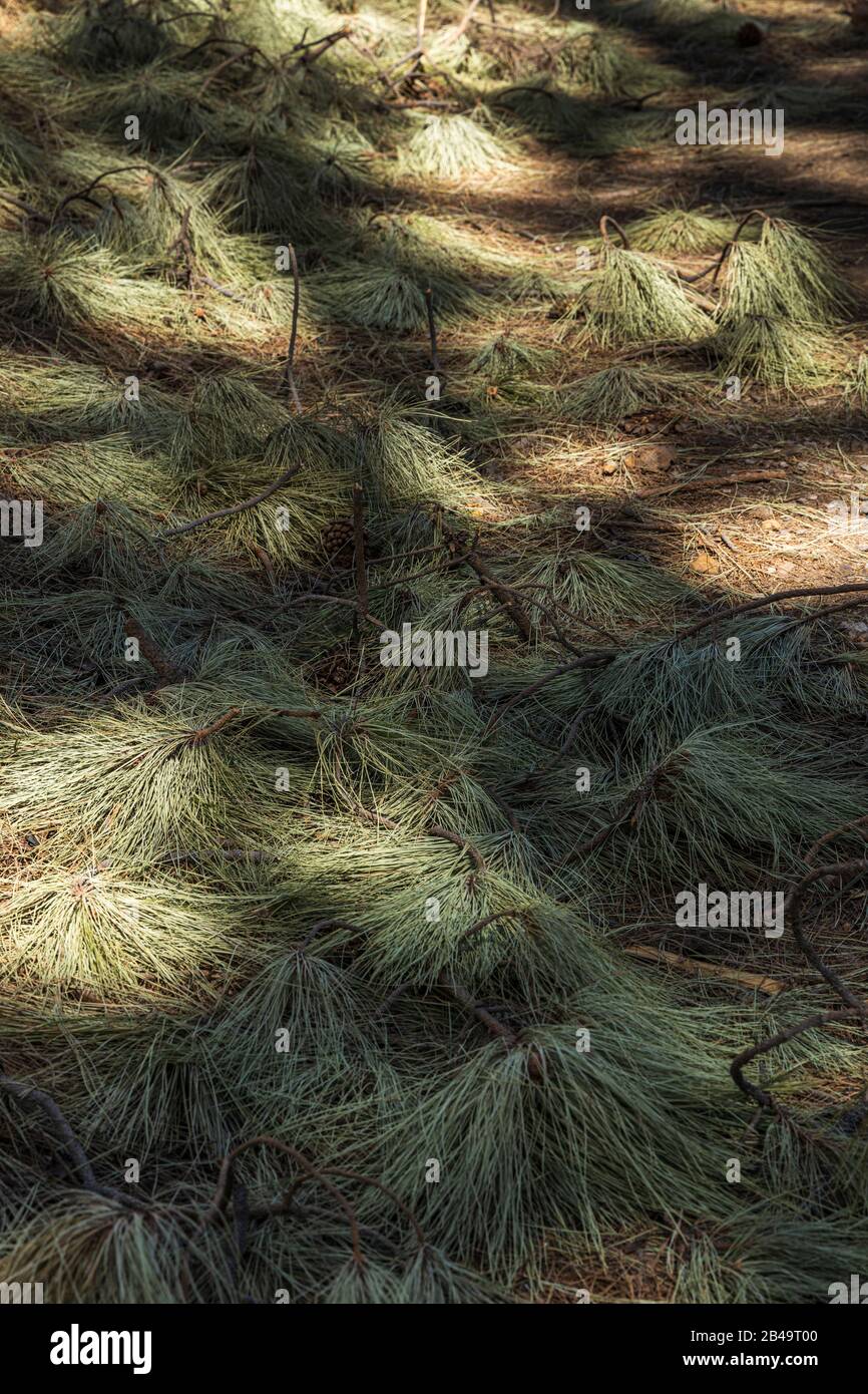 Bits of broken branches and pine needles litter the forest floor after
