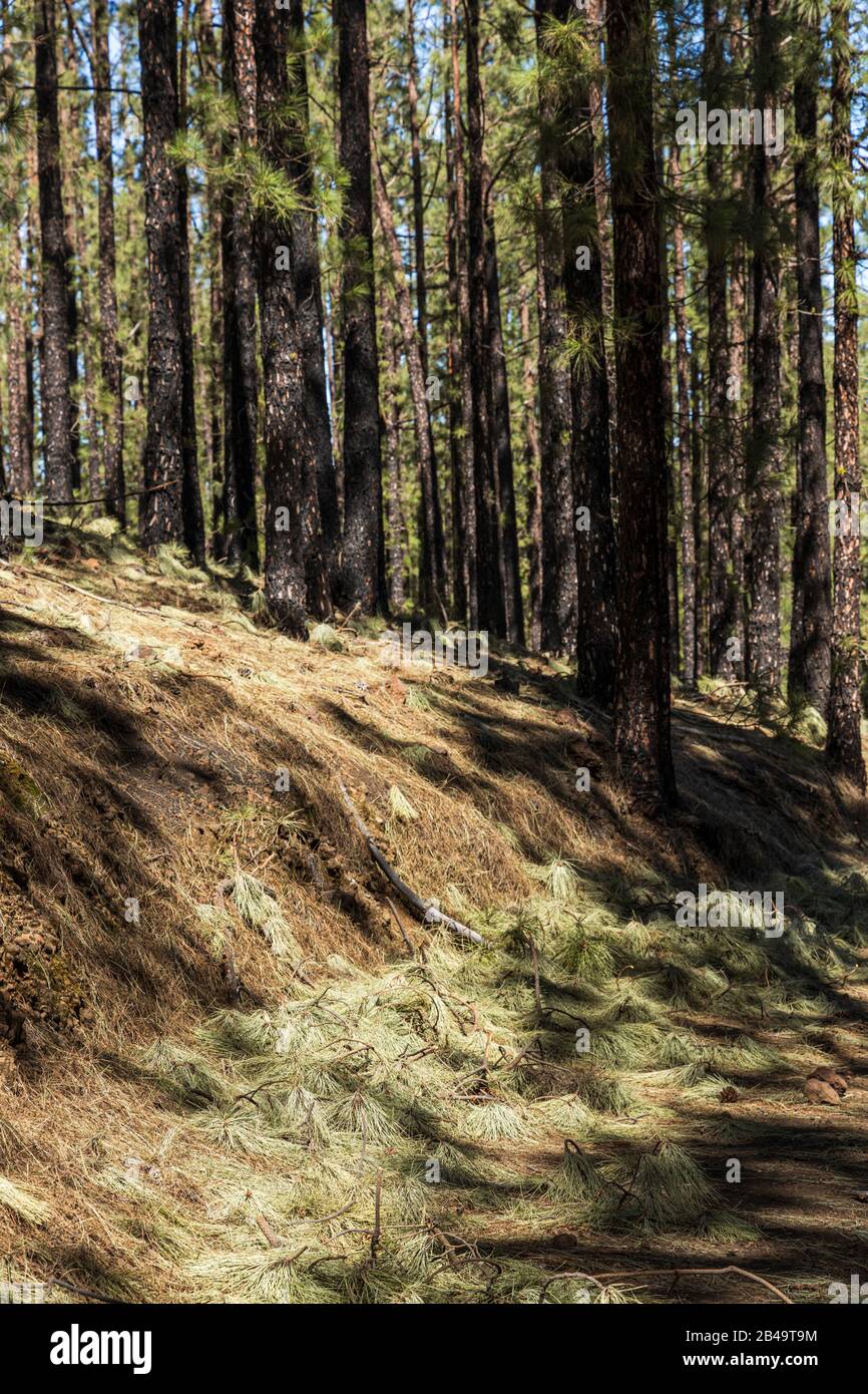 Bits of broken branches and pine needles litter the forest floor after