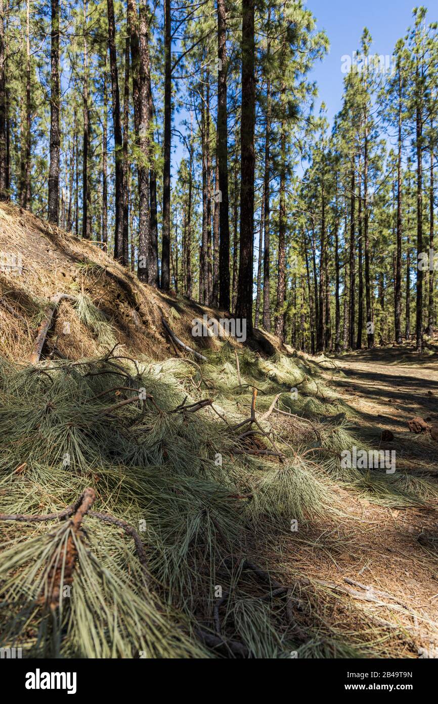 Bits of broken branches and pine needles litter the forest floor after