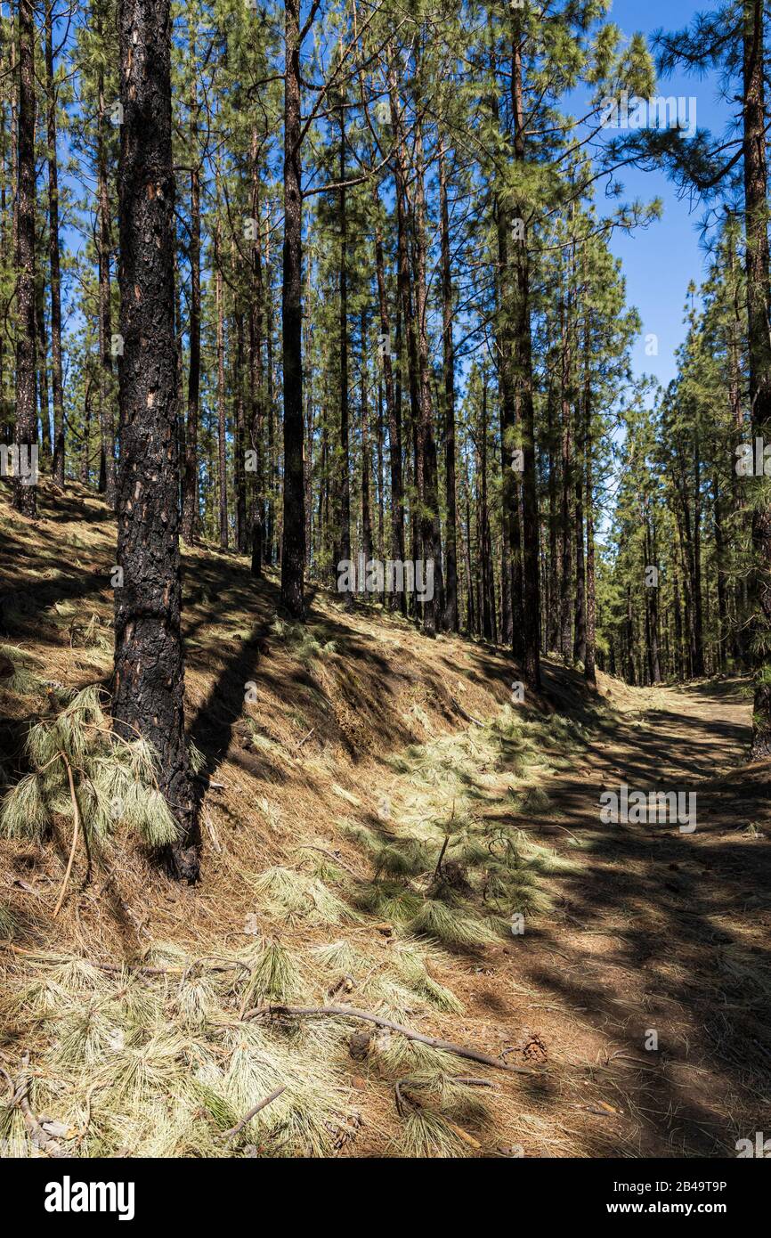 Bits of broken branches and pine needles litter the forest floor after
