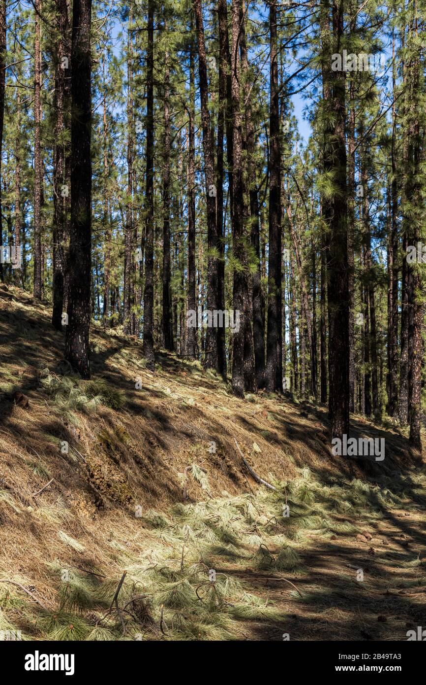 Bits of broken branches and pine needles litter the forest floor after