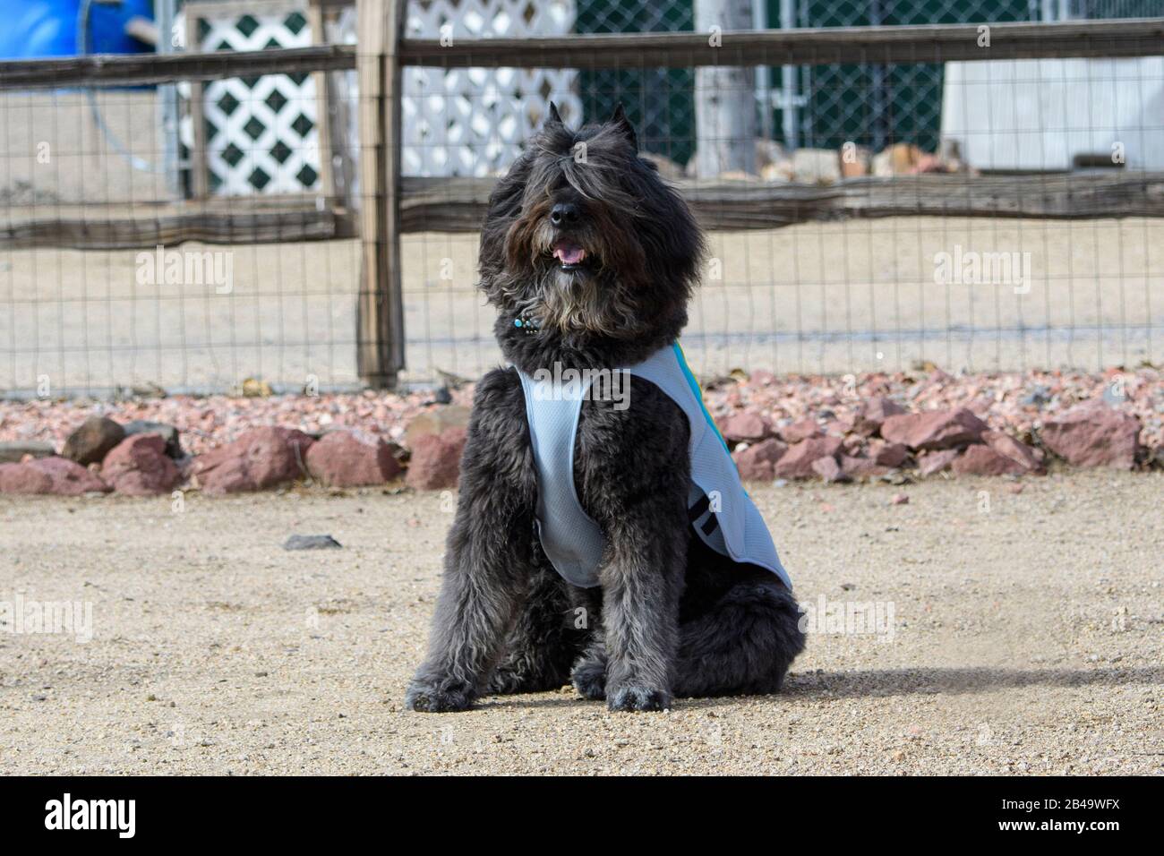 Bouvier des Flandres wearing a blue cooling coat during an obedience trial Stock Photo
