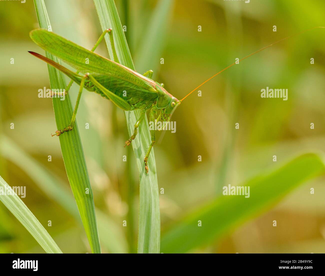 long horned grasshopper crawling in grass, wild Stock Photo