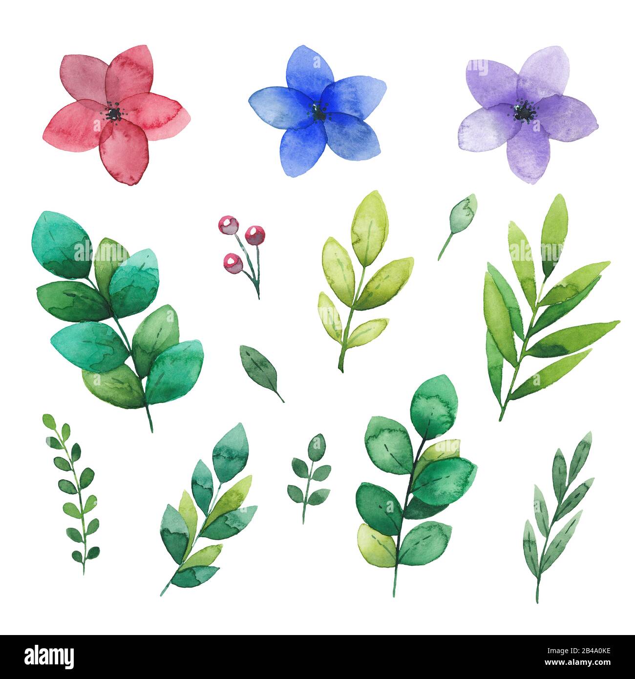 Watercolor floral elements set of forest flowers and leaves isolated on white Stock Photo