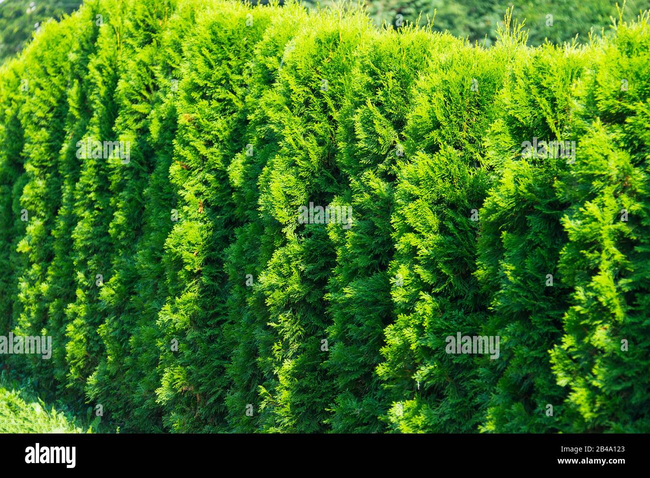 Close up of green thuja trees growing in a row. Hedge made of of thujas. Stock Photo