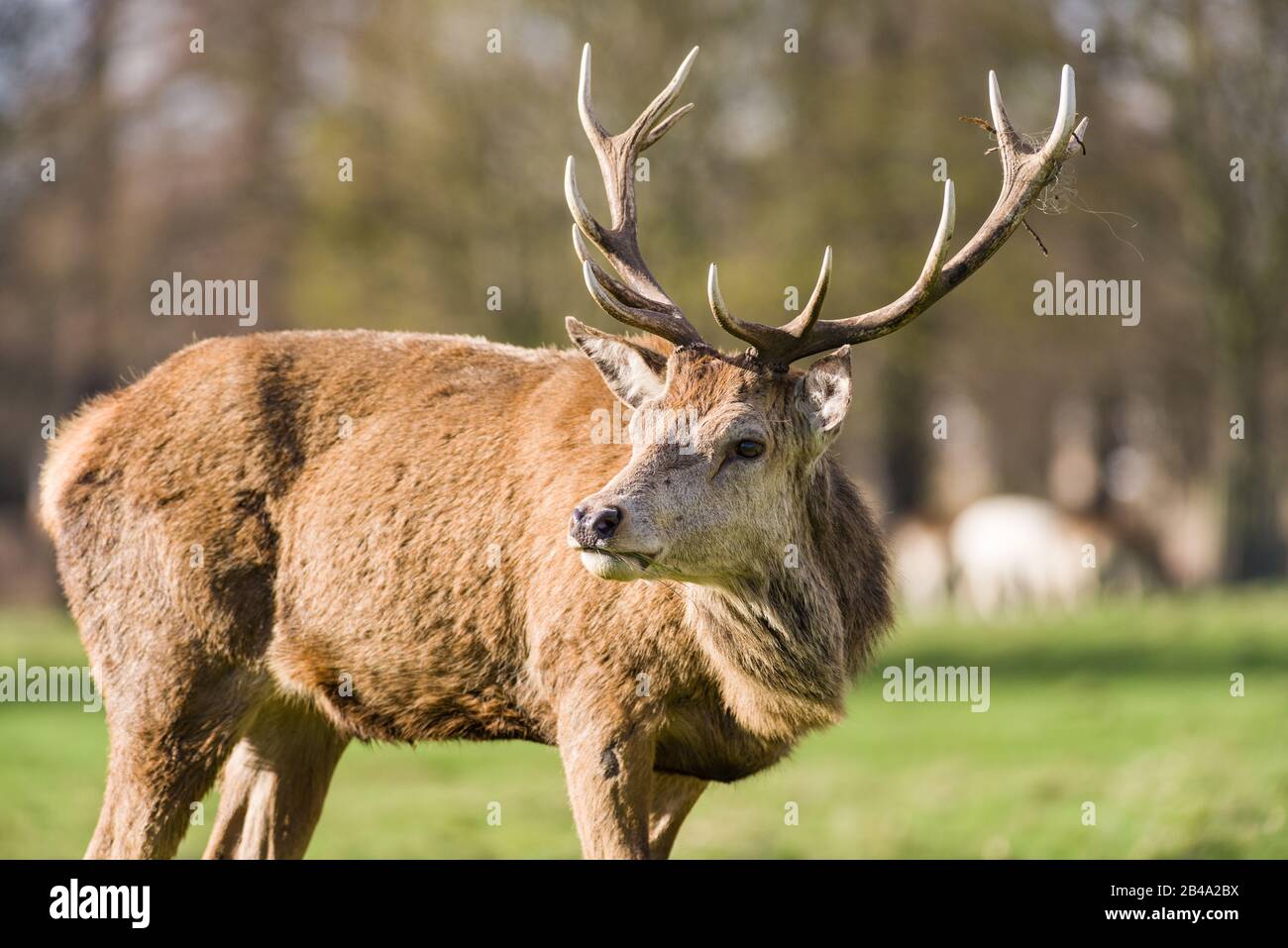 Red deer (Cervus elaphus) male stag,United Kingdom Stock Photo