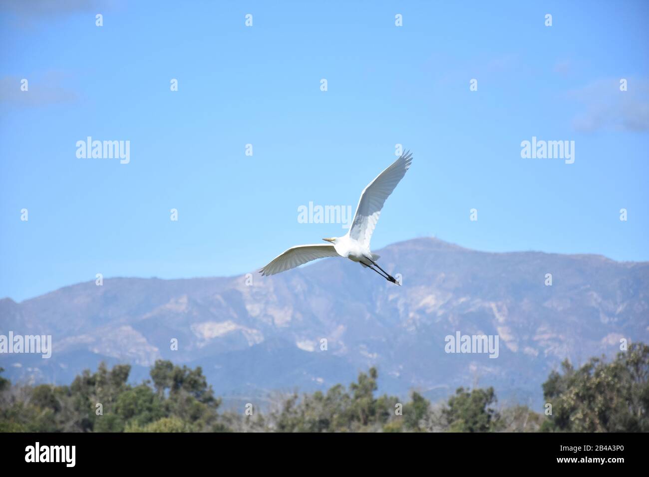 Gorgeous flying white heron bird in Southern California. Stock Photo