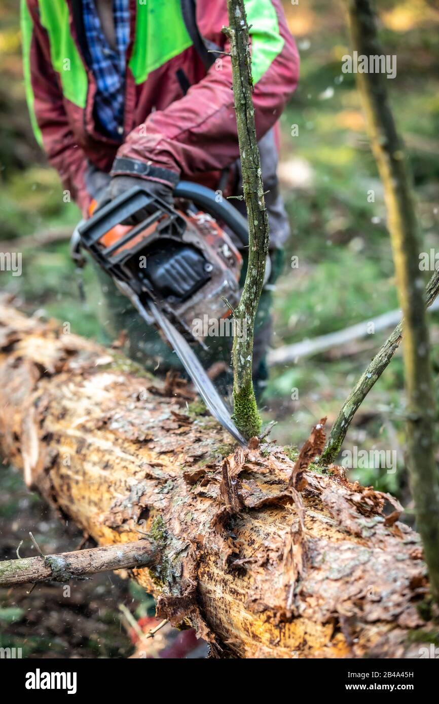 lumberjack cutting tree, bark beetle infestation Stock Photo