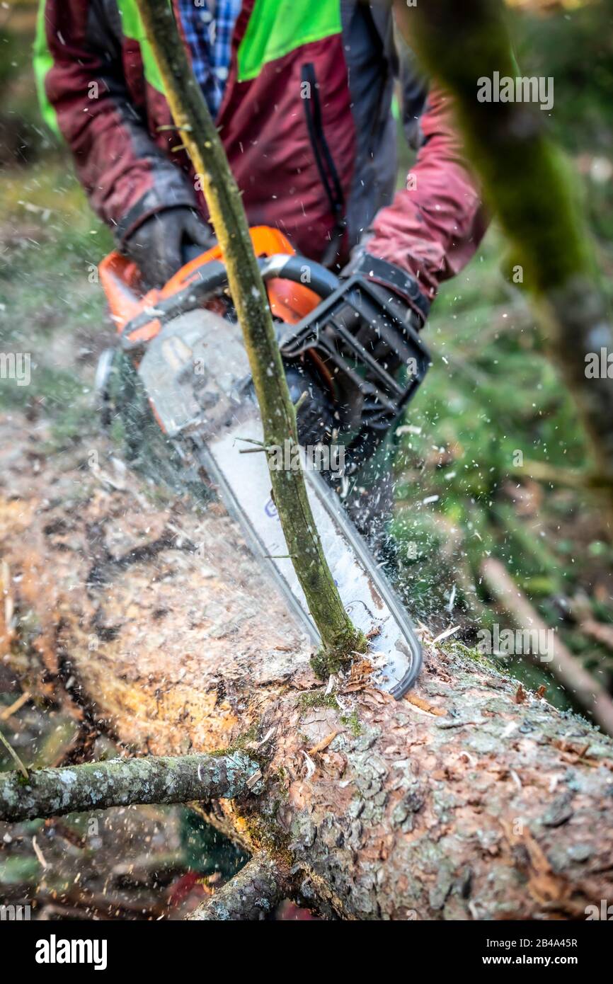 lumberjack cutting tree, bark beetle infestation Stock Photo