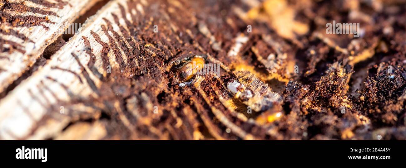 spruce tree with bark beetle infestation Stock Photo