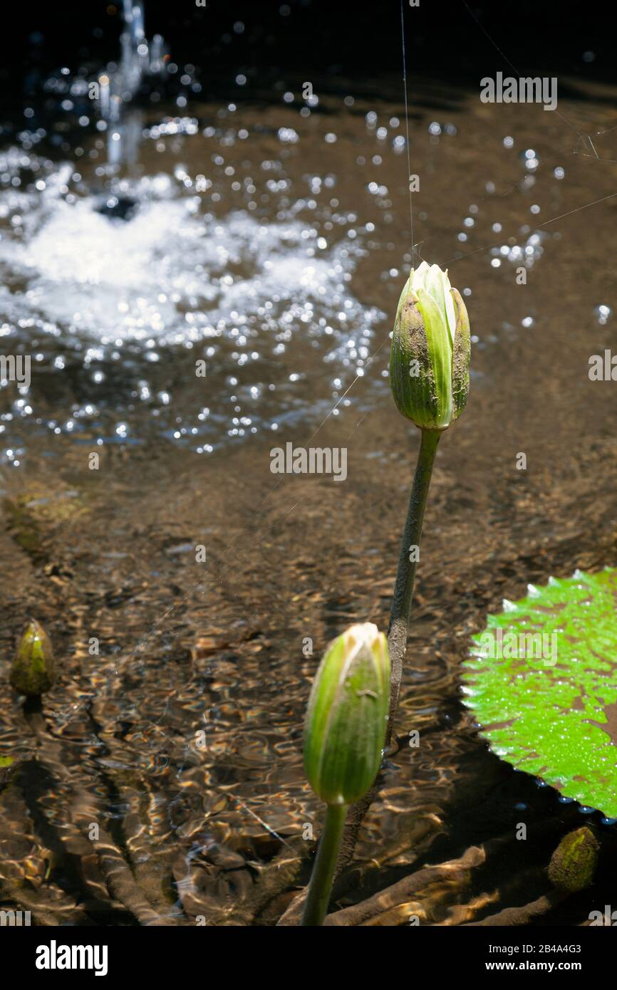 Indonesia, Bali, Tampaksiring, Pura Gunung Kawi (Temple), Lotus Flower Buds in Ornamental Pond Stock Photo