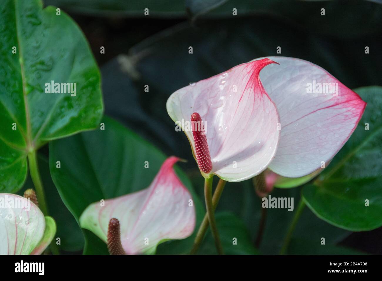 Anthurium pandola hi-res stock photography and images - Alamy