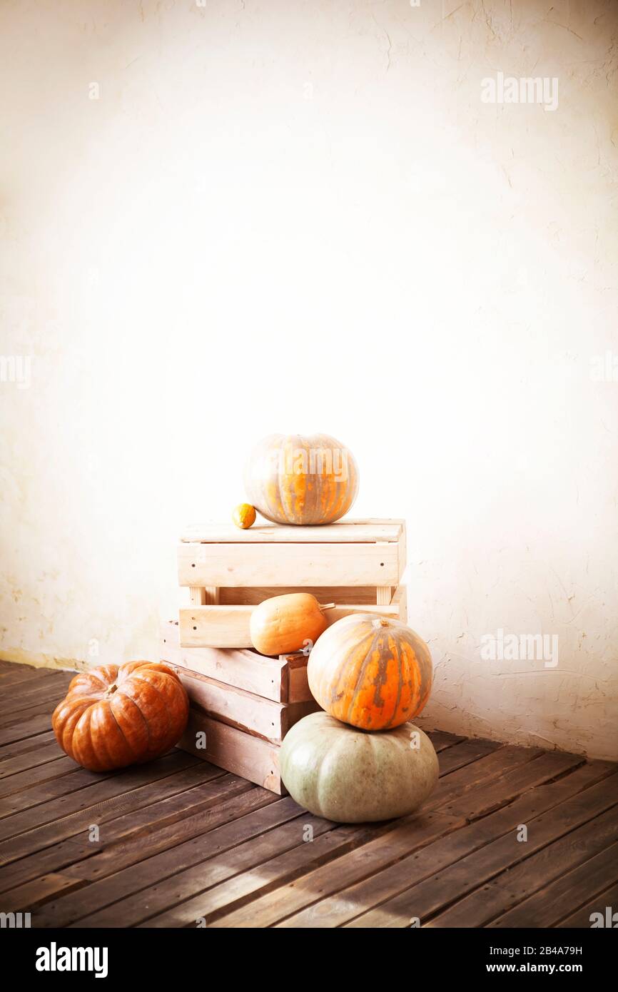 Composition of different green and orange pumpkins on wooden floor ...