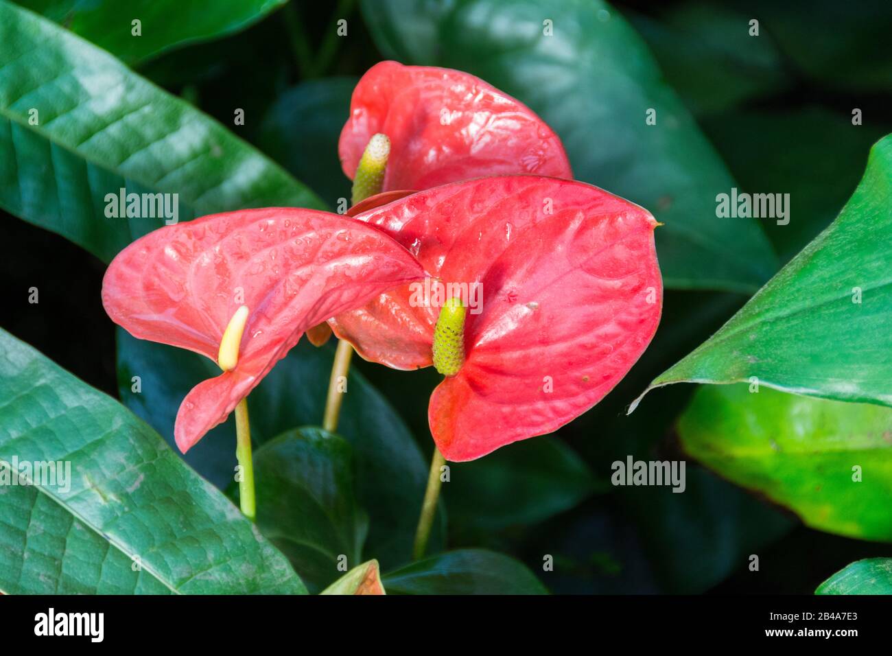 anthurium pandola Anthurium pandurilaminum - Large Heart-Shaped Aroid