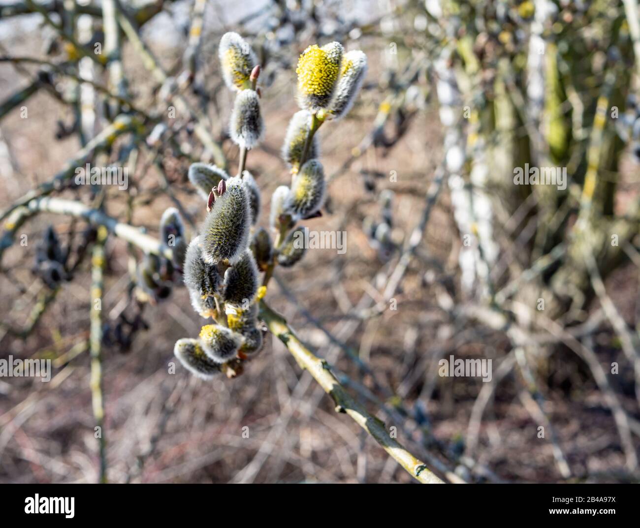 Willow tree with catkins in the garden Stock Photo Alamy