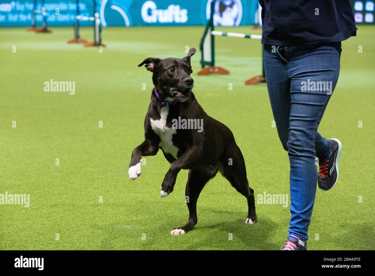Birmingham, UK. 6th Mar, 2020. Rescue dogs take part in an agility display on the second day of Crufts. Credit: Jon Freeman/Alamy Live News Credit: Jon Freeman/Alamy Live News Stock Photo