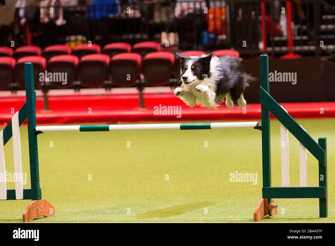 Birmingham, UK. 6th Mar, 2020. Rescue dogs take part in an agility display on the second day of Crufts. Credit: Jon Freeman/Alamy Live News Credit: Jon Freeman/Alamy Live News Stock Photo