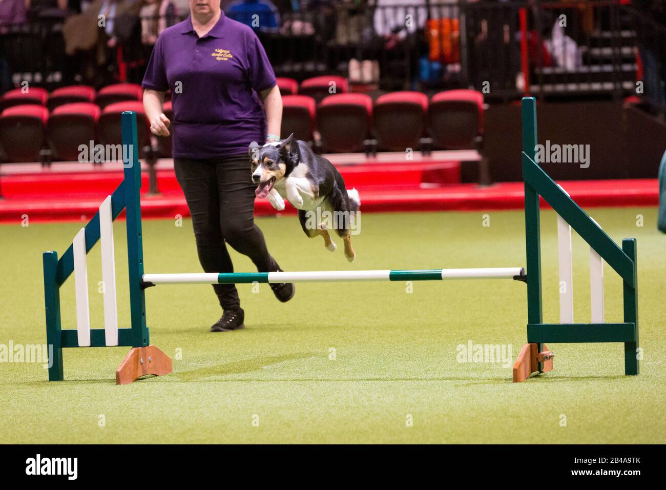 Birmingham, UK. 6th Mar, 2020. Rescue dogs take part in an Agility display on the second day of Crufts. Credit: Jon Freeman/Alamy Live News Credit: Jon Freeman/Alamy Live News Stock Photo