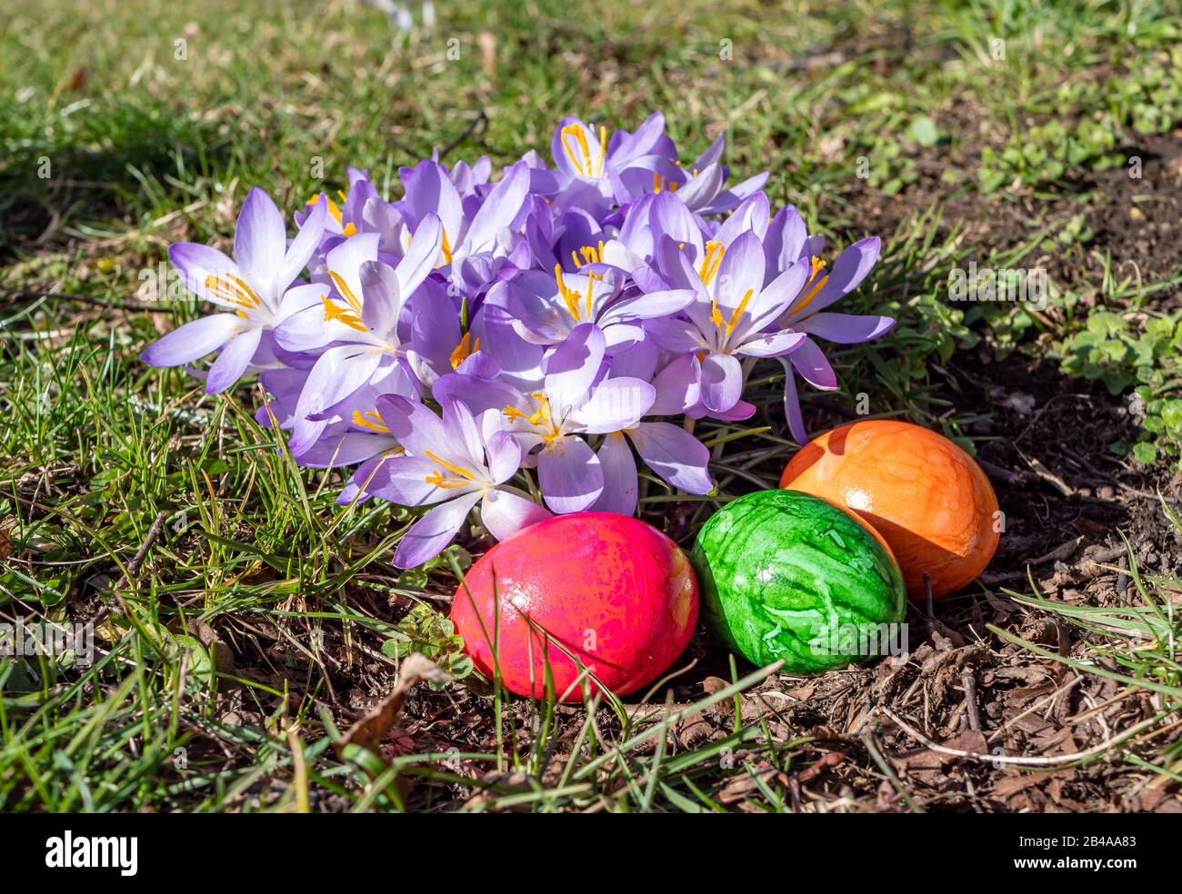Many crocuses with Easter eggs in the park Stock Photo