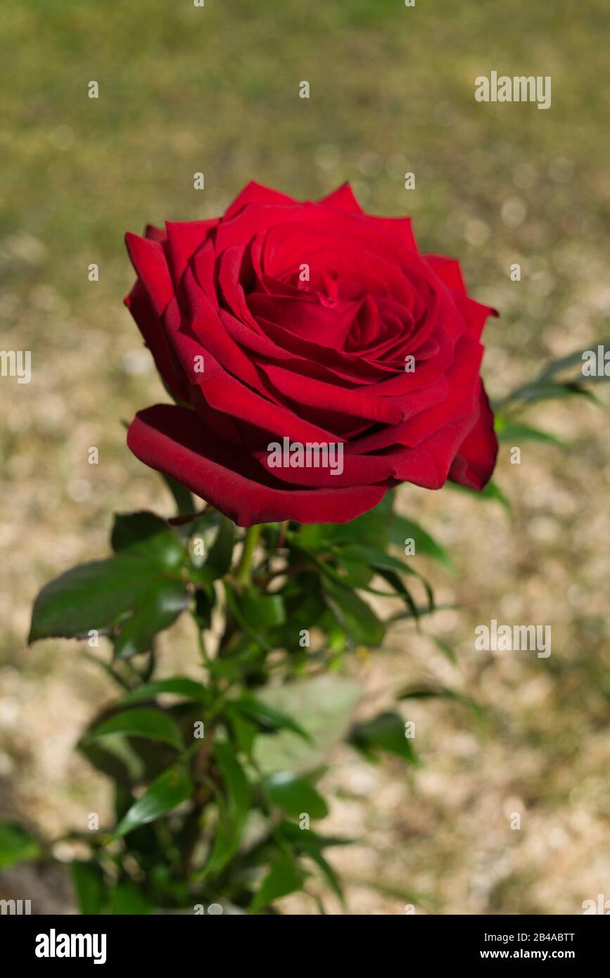 Flower of love Stock Photo