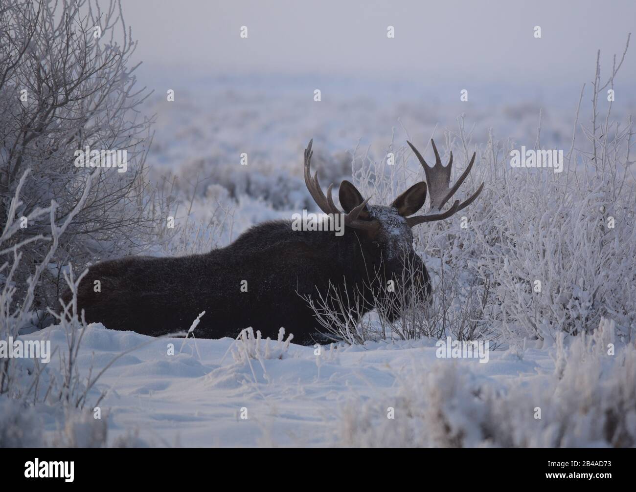Refugee shelters hires stock photography and images Alamy